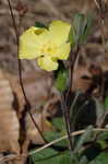 Carolina frostweed